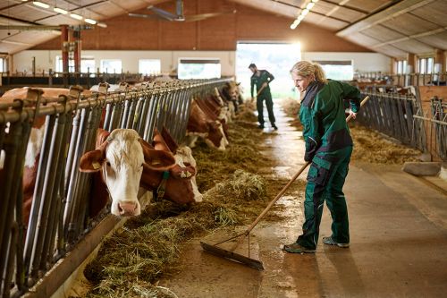 Foto: Frau mit Besen in Kuhstall